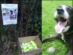 This tennis ball memorial to a beloved dog is bringing joy to other pooches.JPG