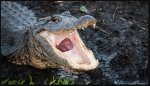 Alligator attack on Hilton Head Island, South Carolina, leaves woman dead.JPG