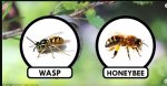 What to do if you're attacked by a swarm of wasps.JPG