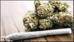Cannabis 'more harmful than alcohol' for teen brains.JPG