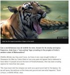 Can Calvin Klein scent catch a 'killer' tiger..JPG