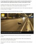 Mourning dog waits for 80 days in road where owner died.JPG