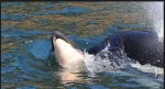 Killer whale still carrying dead baby after 16 days.JPG
