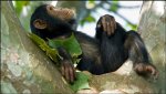 Palm oil A new threat to Africa's monkeys and apes.JPG