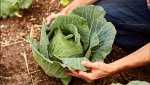 How the humble cabbage can stop cancers.JPG