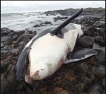 A killer whale mourned her baby days after it died.JPG