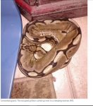 Woman wakes to find 'escaped' python in her bed.JPG